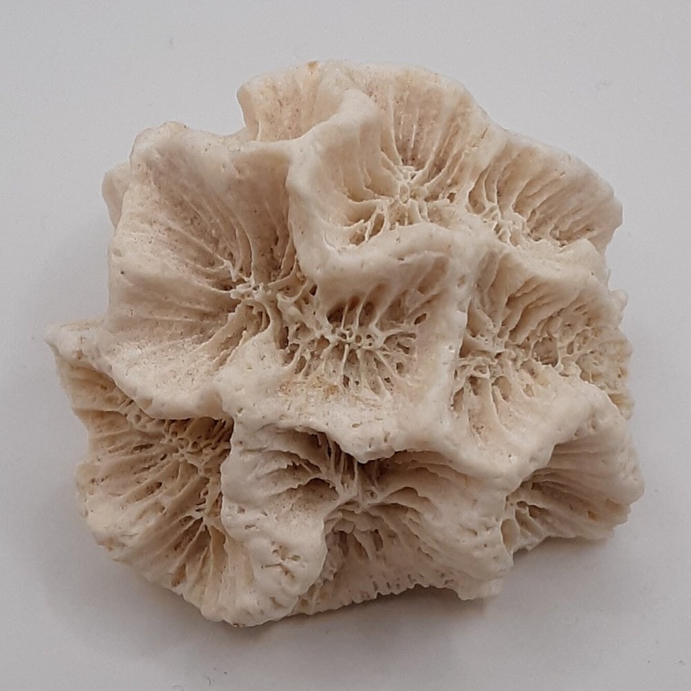 White Rose Coral Manicina Areolata Colonial Species Stony Coral Brain Coral - Picture 3 of 9